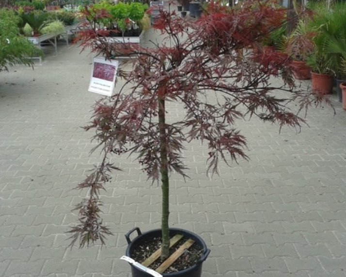 Japanse esdoorn - Acer palmatum Garnet